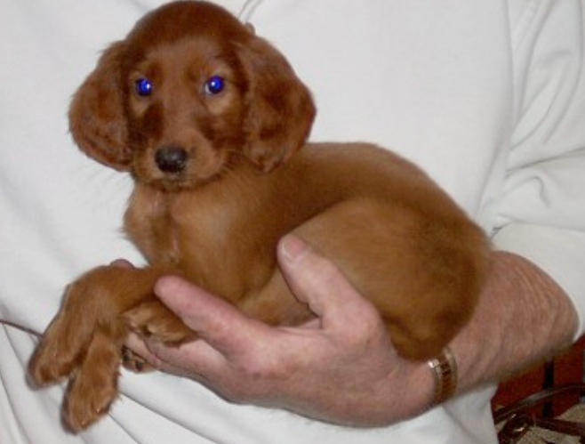 Young dogs picture of Irish Setter puppy in tan.PNG
