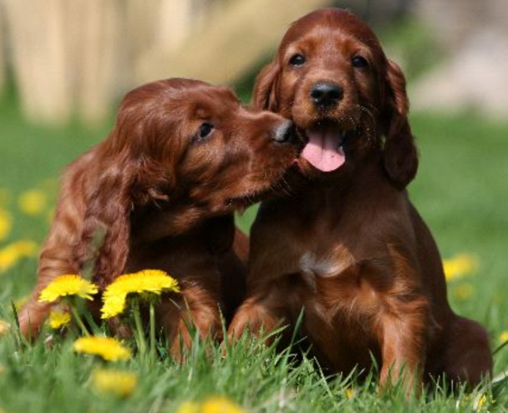 Adorable puppy post pictures of two playful Irish Setter puppies posting for the camera on the grass.PNG
