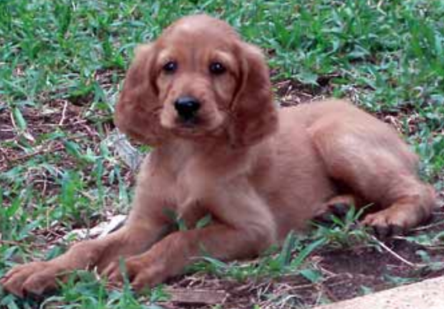 Beautiful puppy picture of Irish Setter puppy.PNG
