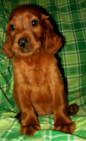 Cute dog picture of Irish Setter puppy in tan.PNG
