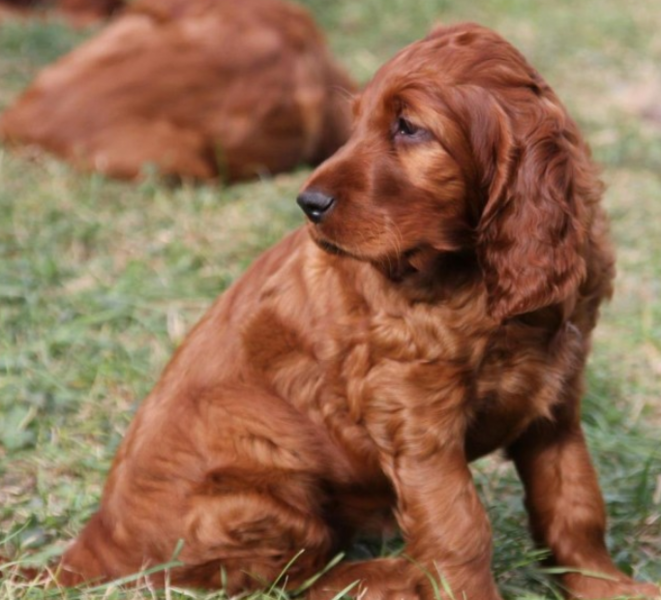 Light brown dog pictures of Irish Setter puppies.PNG
