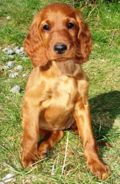 Irish Setter Puppy posting to the camera standing in the sun and grass.PNG

