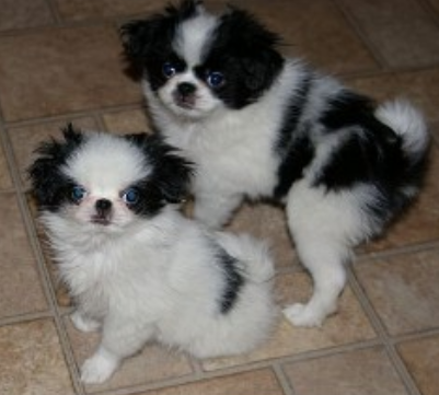 Japanese Chin Puppies images.PNG
