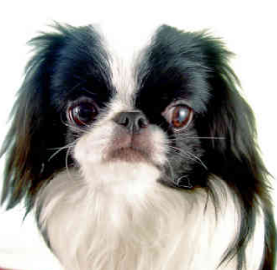 Japanese Chin Puppy wallpaper pictures.PNG
