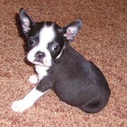 Boston Terrier puppy gallery (4 Available)