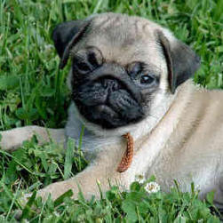 Pug Pups pictures (55 Available)