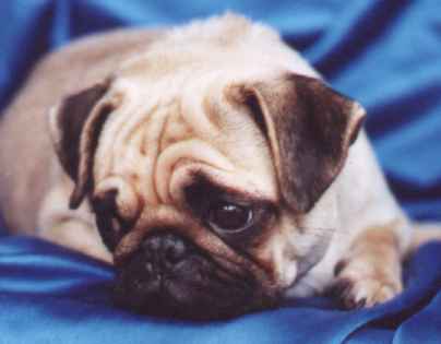 pug puppy_sad and cute face
