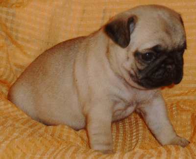 pug puppy-tan and black
