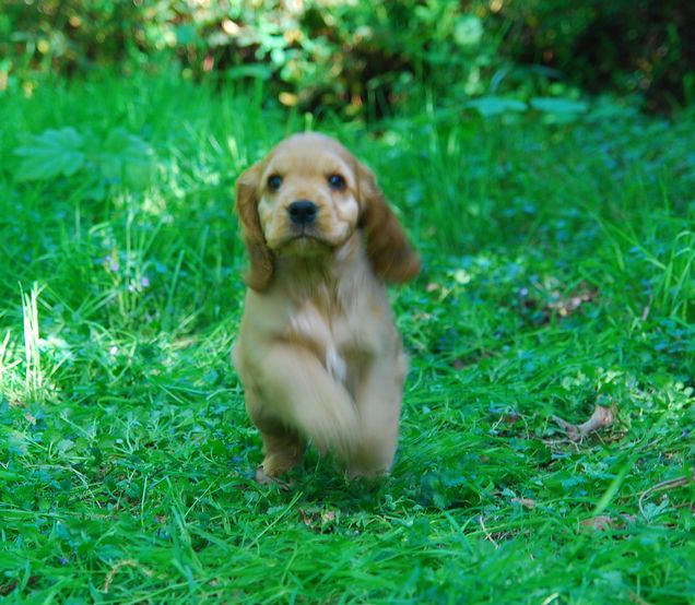 Cocker Spaniel puppy on the gas
