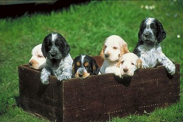Cocker-spaniel puppies in box
