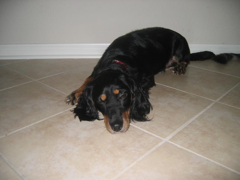 Penny is so sleep, even on the cold tile
