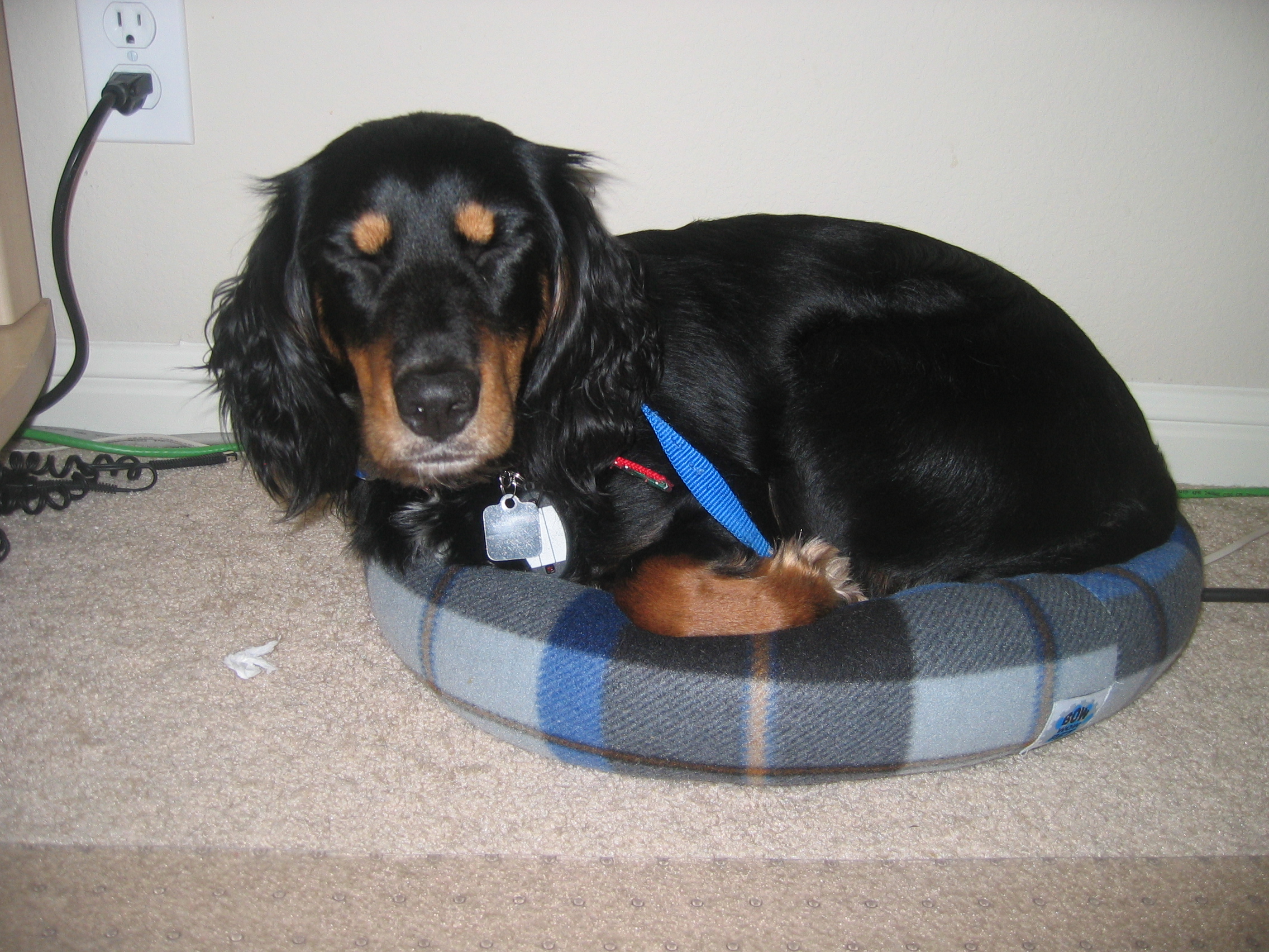 Penny sleeping in cat bed_closing eyes
