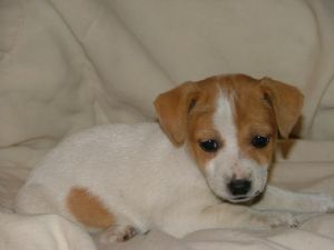 Jack Russell Terrier puppyin white and tan.jpg
