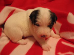 Jack Russell Terrier young puppy.jpg
