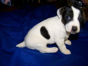 black and white jack adult russell terrier