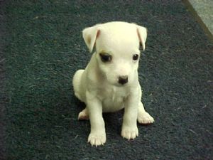 jack russell terrier black and white puppy