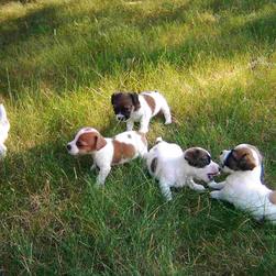 Bloodhound puppies.jpg
