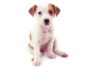 cut looking Jack Russell Terrier puppy.jpg

