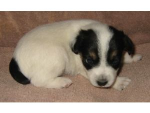 black and white jack russell terrier puppy