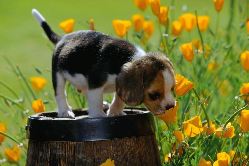 Beagle Puppy in flower garden.jpg (61 comments) Hi-Res ...