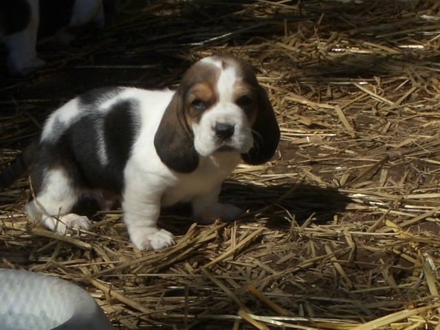 cute looking Basset puppy.jpg
