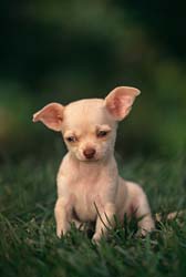 Chihuahua puppy in white.jpg
