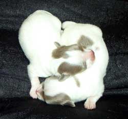 two sleeping Chihuahua puppies.jpg
