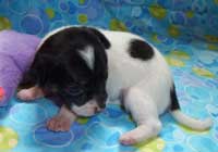 young white and black Chihuahua puppy.jpg
