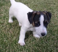 Jack Russell Terrier in white and brown.jpg
