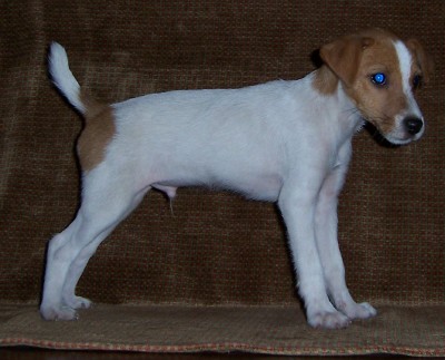 jack russell terrier in whtie and tan.jpg
