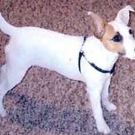 Jack Russell Terrier with tan spot on the one eye.jpg
