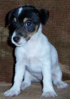 jack russell terrier but black and white