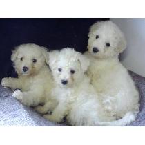 Three cute Bichon puppiesjpg.jpg
