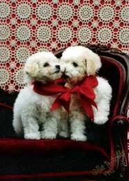 two white  Bichon puppies.jpg
