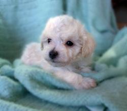 Bichon cute puppy.jpg

