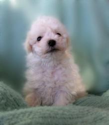Cute Bichon puppy.jpg
