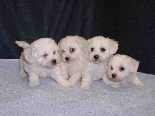 Four white Bichon puppies.jpg
