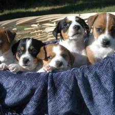 Jack Russell Terrier_puppies in group.jpg
