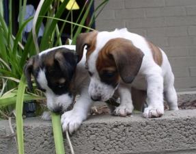 Jack Russell Terrier_two puppies.jpg
