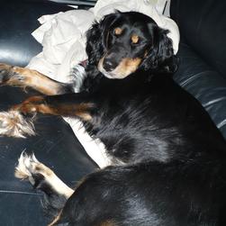 Penny dog sleeping on sofa
