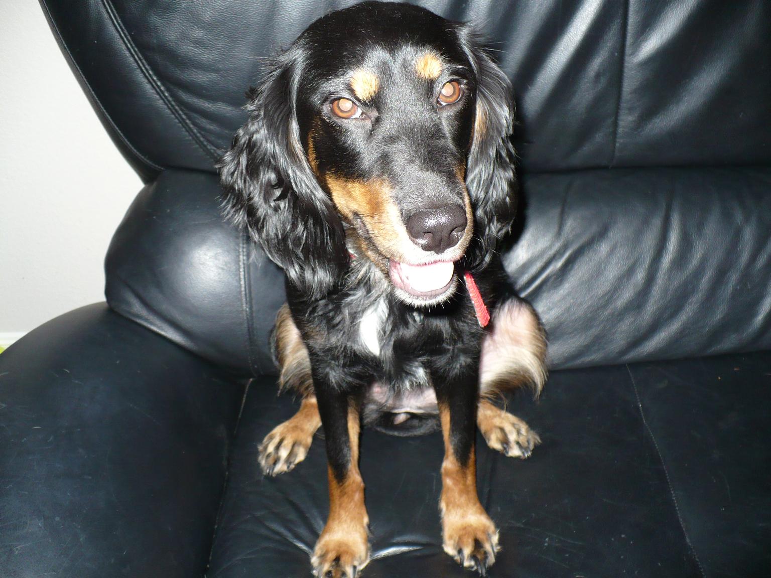 Penny sitting on the sofa
