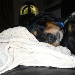 Penny sleeping on the blanket
