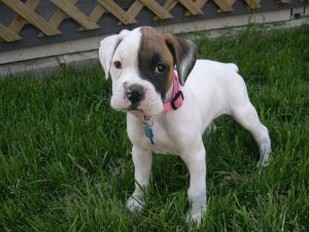 cute boxer puppy on grass.jpg
