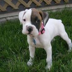 cute boxer puppy on grass.jpg
