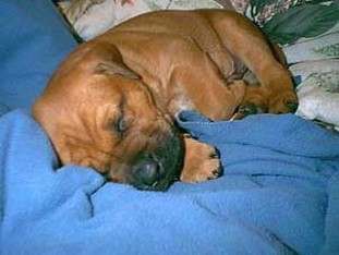 sleeping boxer puppy.jpg
