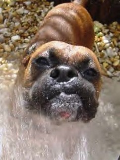 so funny lokking boxer dog face close up.jpg
