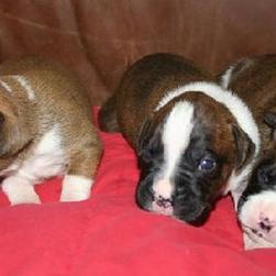 three cute boxer puppies.jpg
