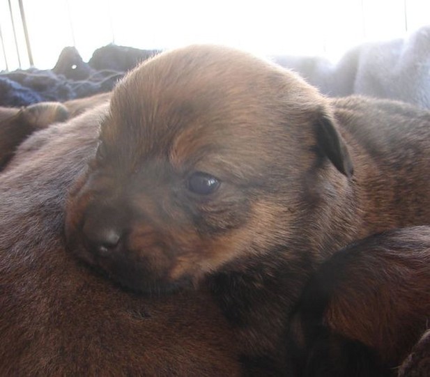 very young boxer puppy.jpg
