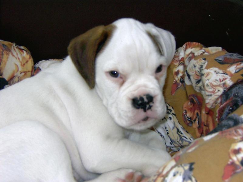 white boxer puppy with brown ear.jpg
