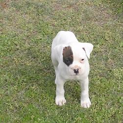 white boxer with brown dot on one eye.jpg
